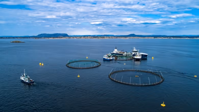 Aerial view of a Norwegian salmon farm - circular sea pens and service vessels in a coastal fjord.